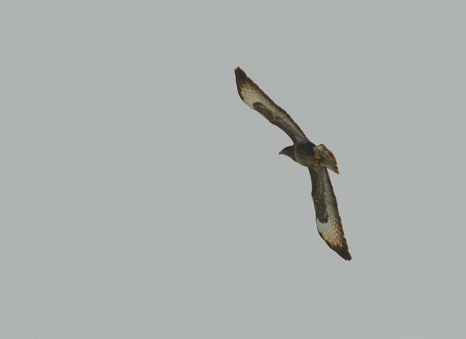 Mäusebussard im Flug