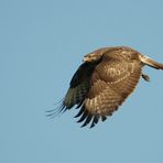 Mäusebussard im Flug