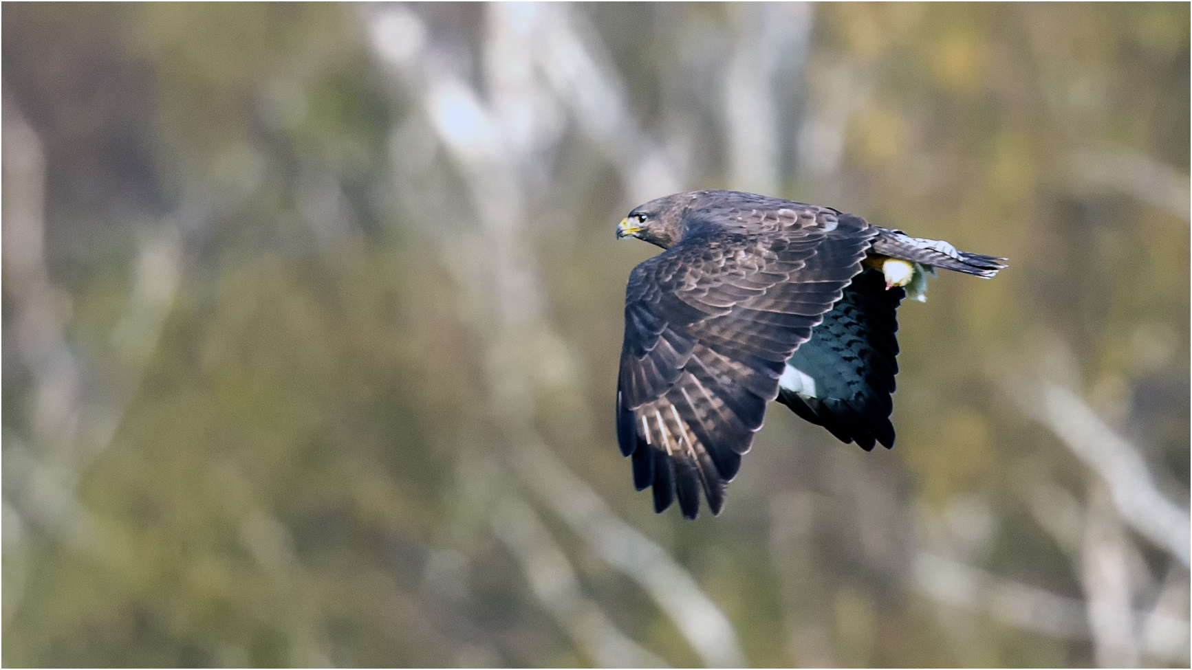 Mäusebussard im Flug  .....