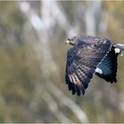 Mäusebussard im Flug  .....