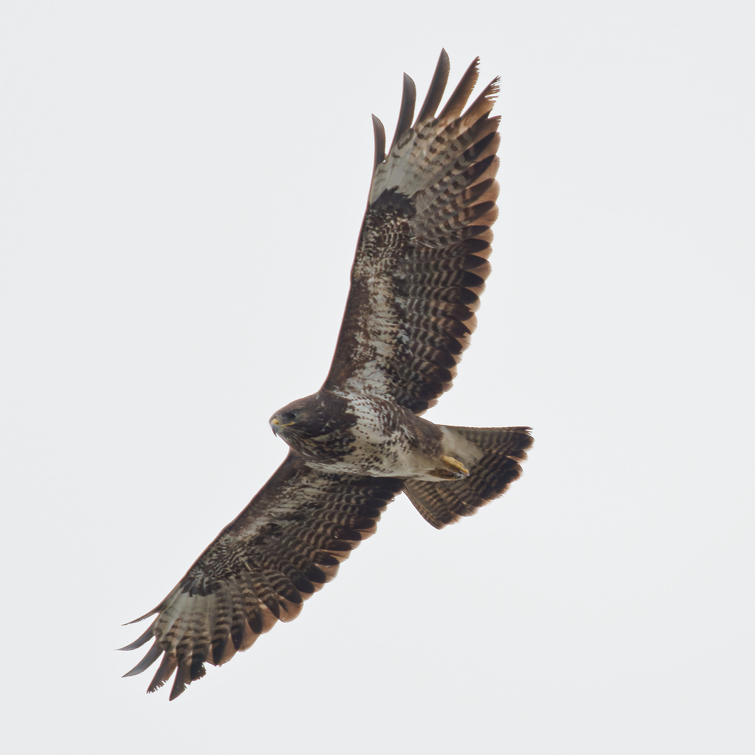 Mäusebussard im Flug