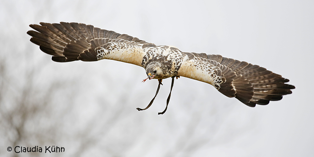 Mäusebussard im Flug