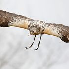 Mäusebussard im Flug