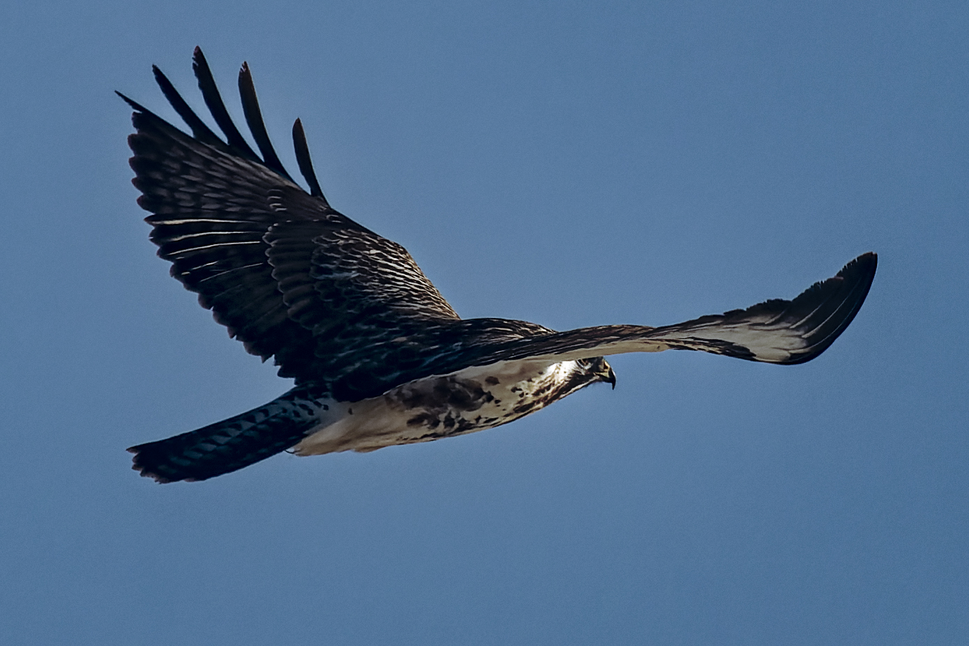 Mäusebussard im Flug