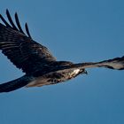 Mäusebussard im Flug