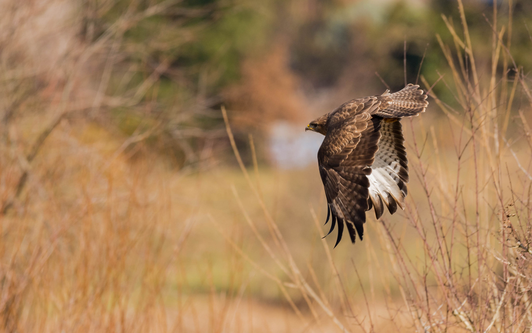 Mäusebussard im Flug