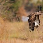 Mäusebussard im Flug