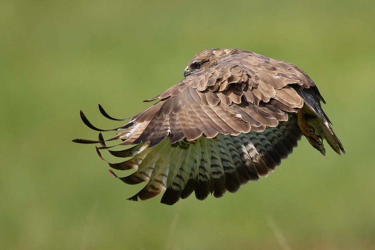 Mäusebussard im Flug