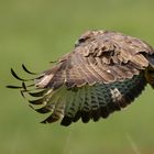 Mäusebussard im Flug