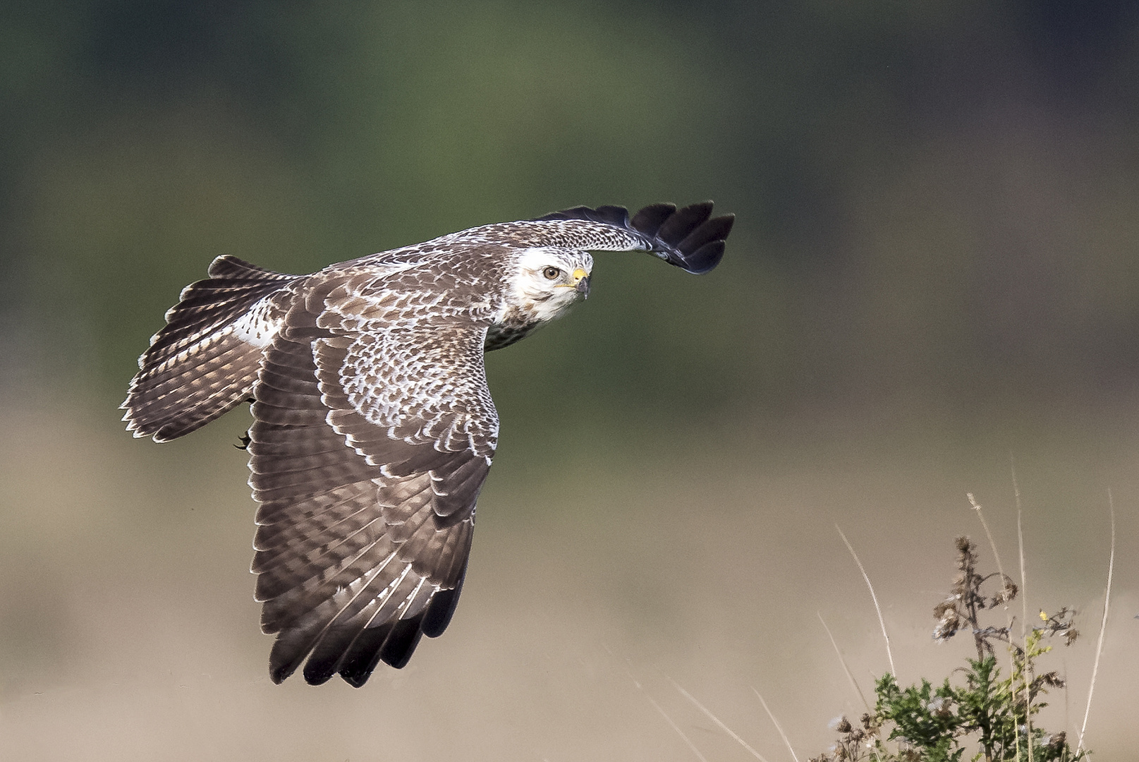 Mäusebussard im Flug