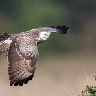 Mäusebussard im Flug