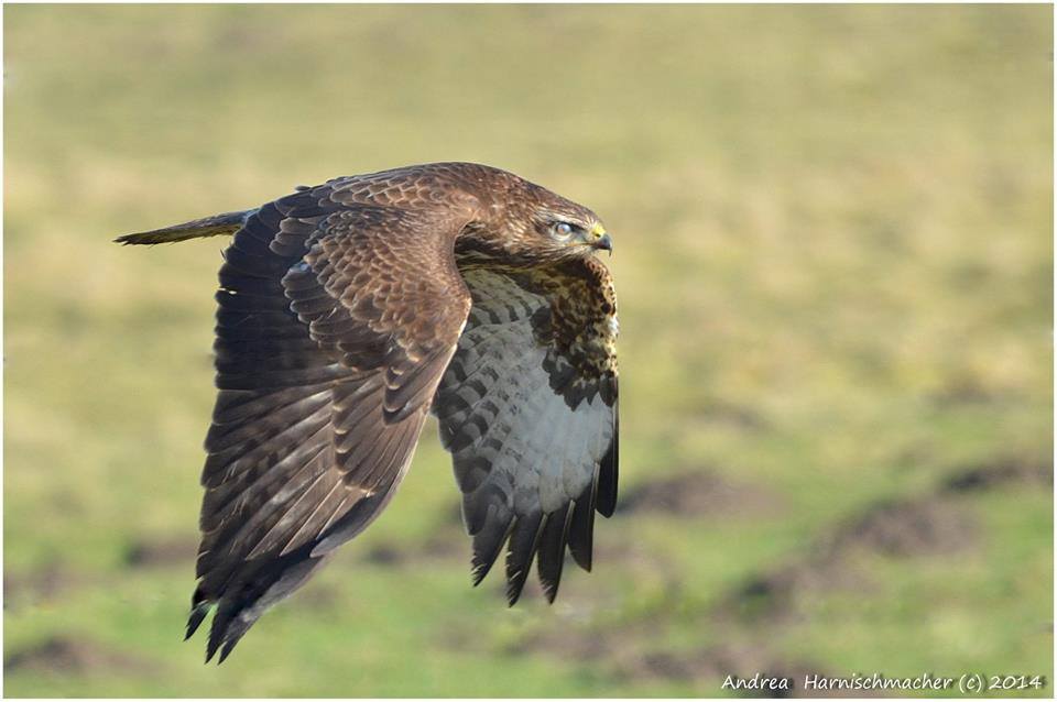 Mäusebussard im Flug