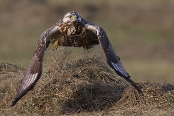 Mäusebussard im Flug