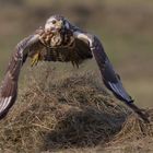 Mäusebussard im Flug