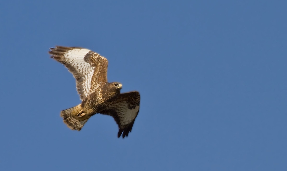 Mäusebussard im Flug - am 19.10.2011