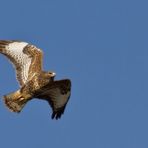 Mäusebussard im Flug - am 19.10.2011