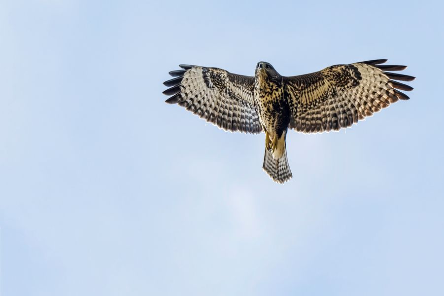 Mäusebussard im Flug
