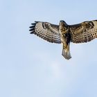  Mäusebussard im Flug