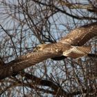 Mäusebussard im Flug ( Buteo buteo )