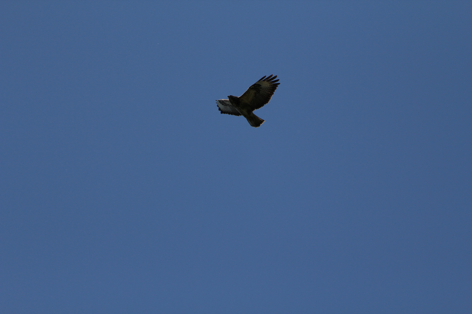 Mäusebussard im Flug