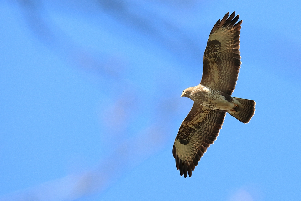 Mäusebussard im Flug