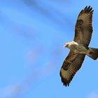 Mäusebussard im Flug