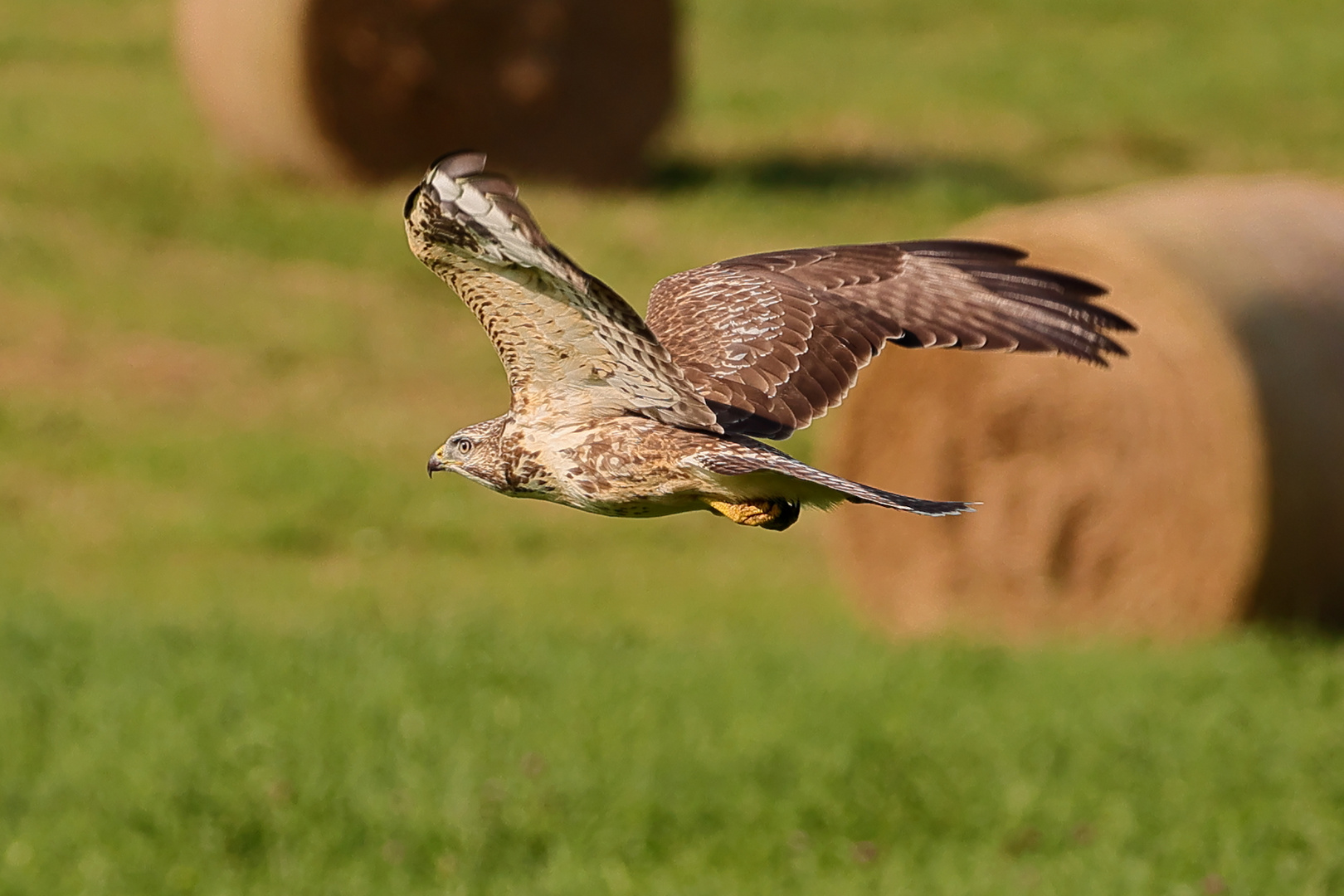 Mäusebussard im Flug