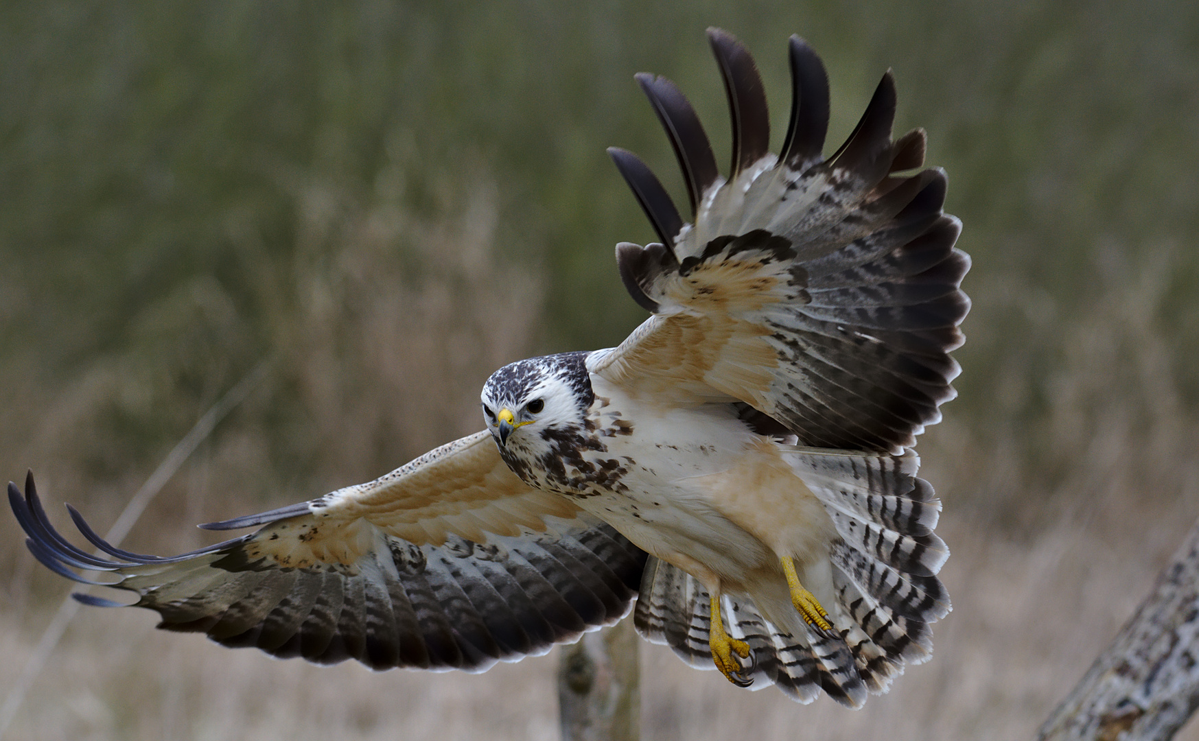 Mäusebussard im Flug