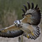 Mäusebussard im Flug