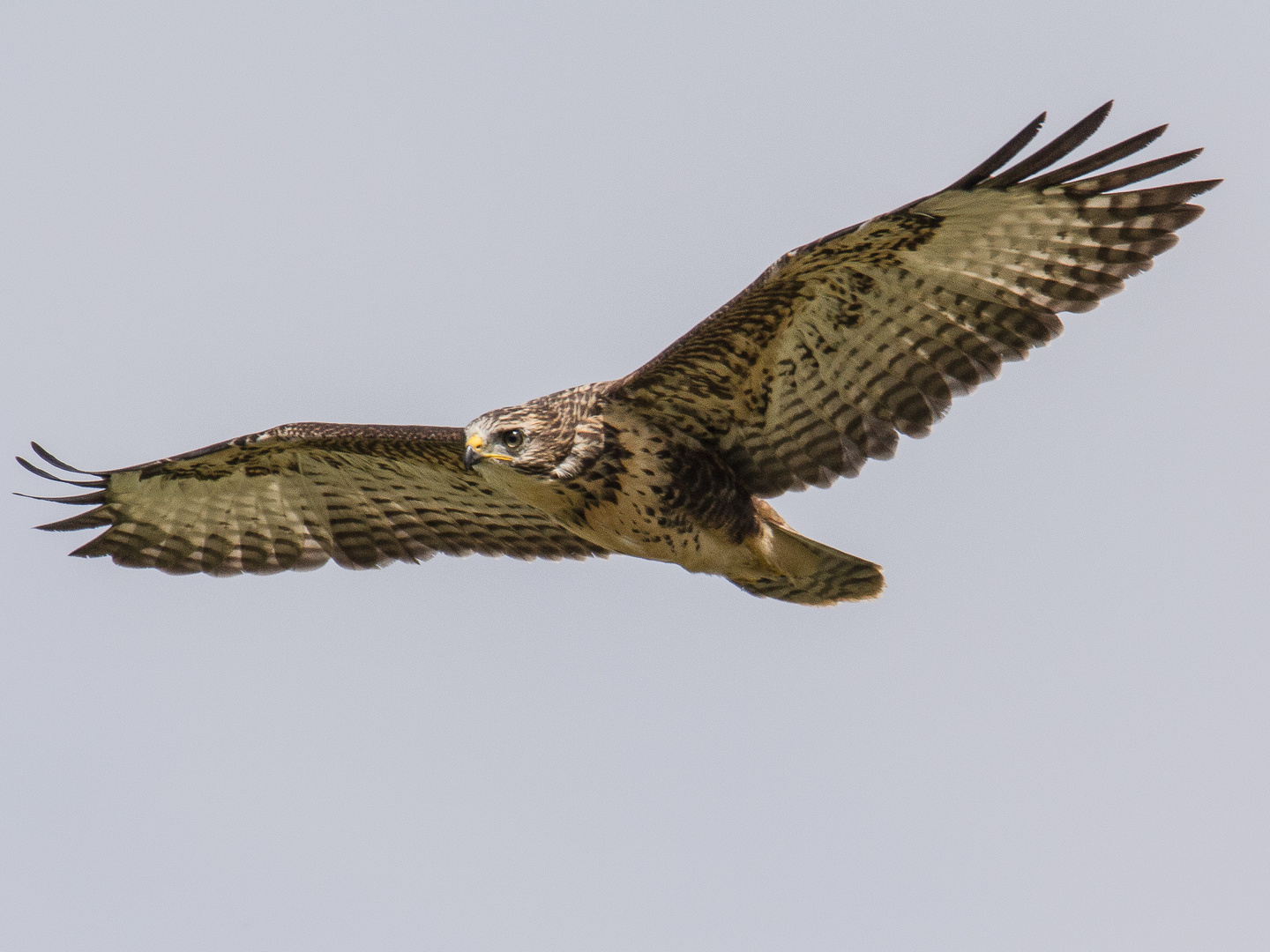 Mäusebussard im Flug