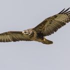 Mäusebussard im Flug