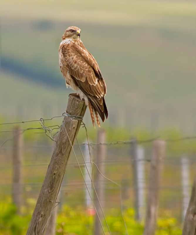 Mäusebussard im Frühling