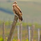 Mäusebussard im Frühling