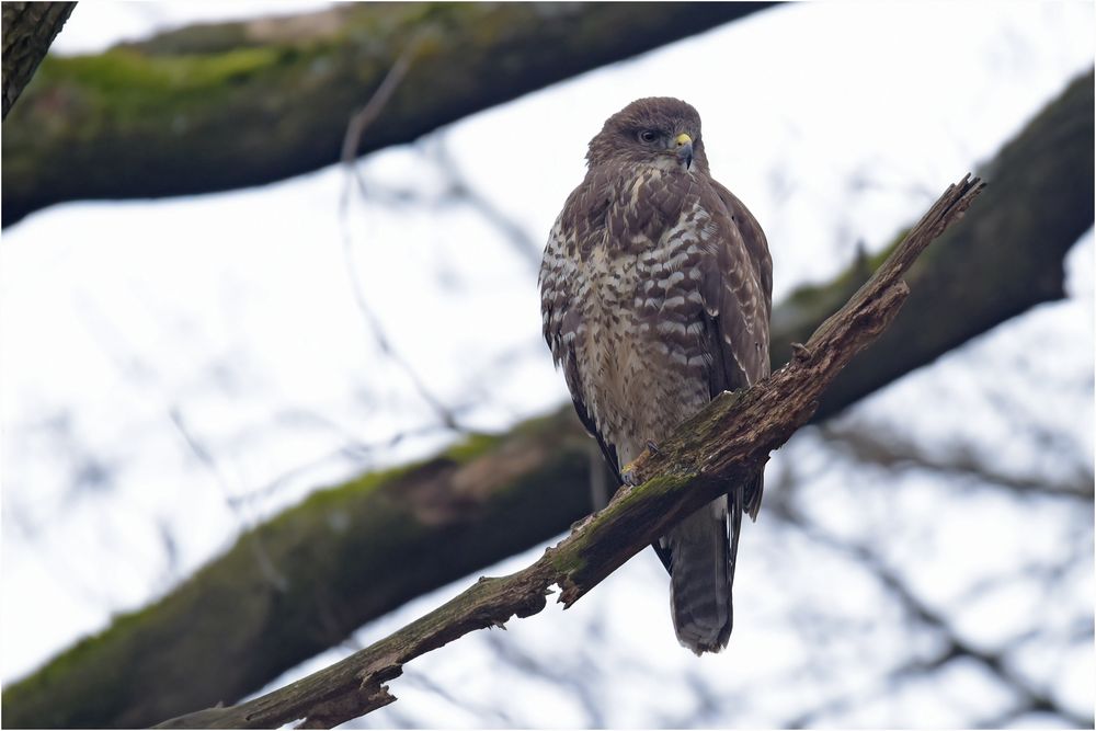 Mäusebussard im Gegenlicht