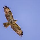 Mäusebussard im Gleitflug