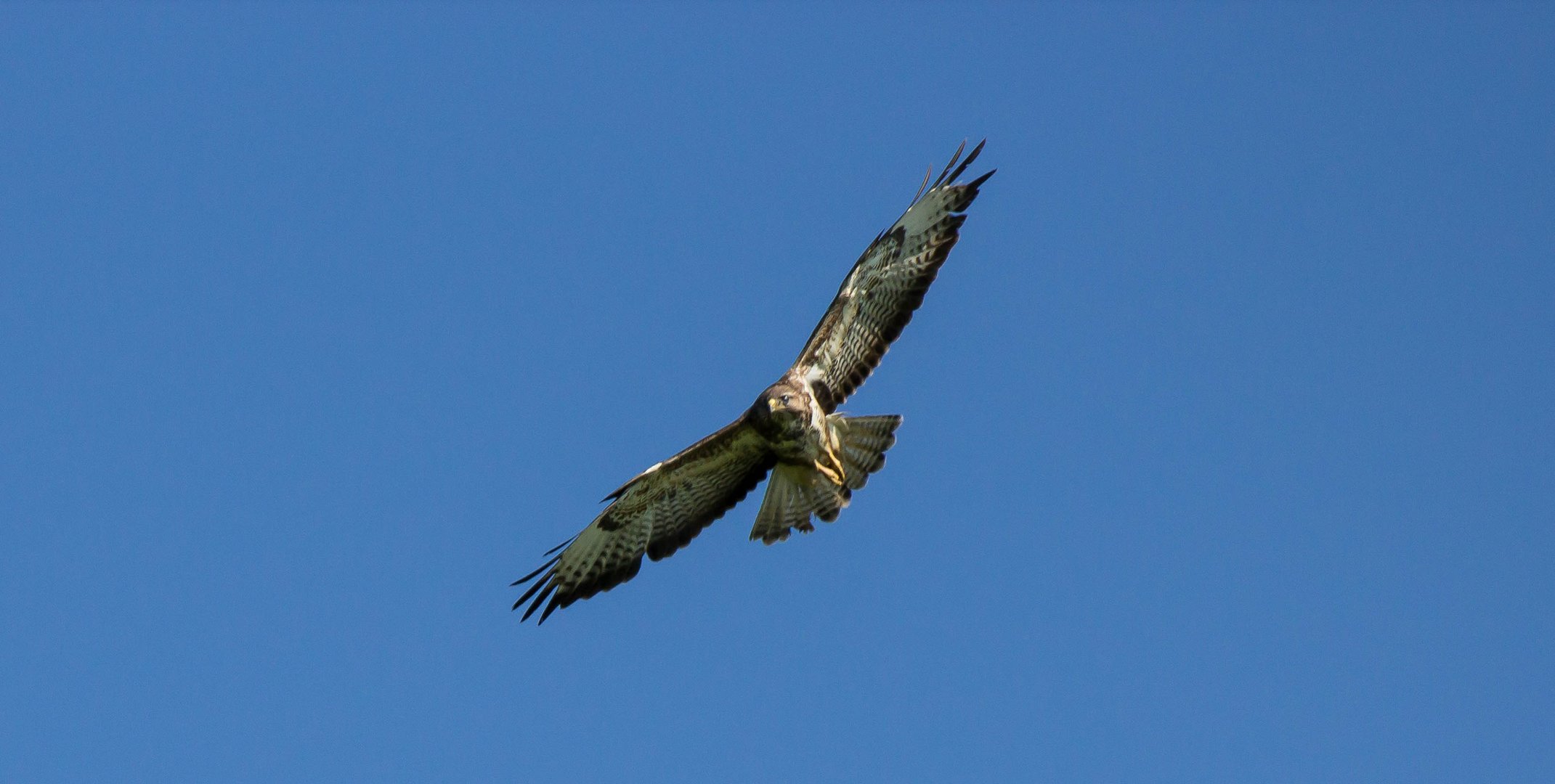 Mäusebussard im Gleitflug