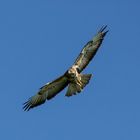 Mäusebussard im Gleitflug