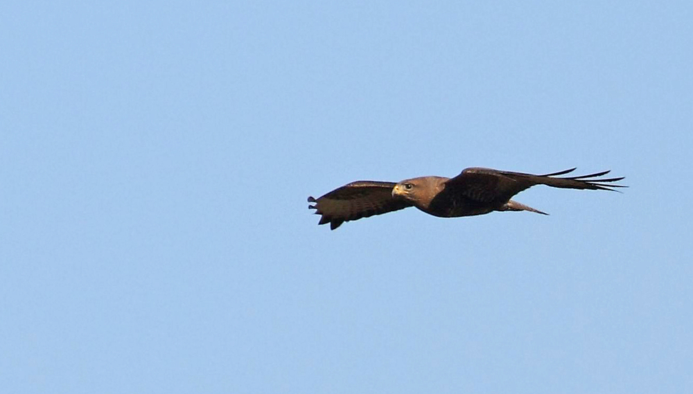 Mäusebussard im Gleitflug