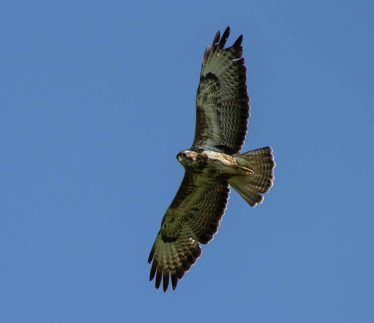 Mäusebussard im Gleitflug