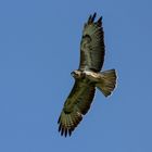 Mäusebussard im Gleitflug