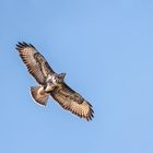 Mäusebussard im Haspelmoor