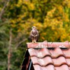 Mäusebussard im Herbst