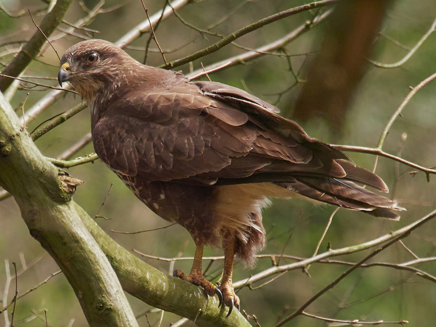 Mäusebussard im Jagdfieber #2 ...