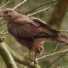 Mäusebussard im Jagdfieber #2 ...