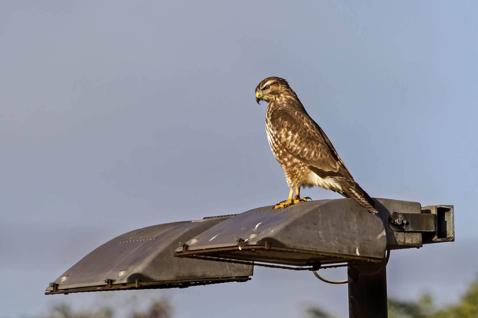 Mäusebussard im Jagdfieber