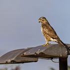 Mäusebussard im Jagdfieber