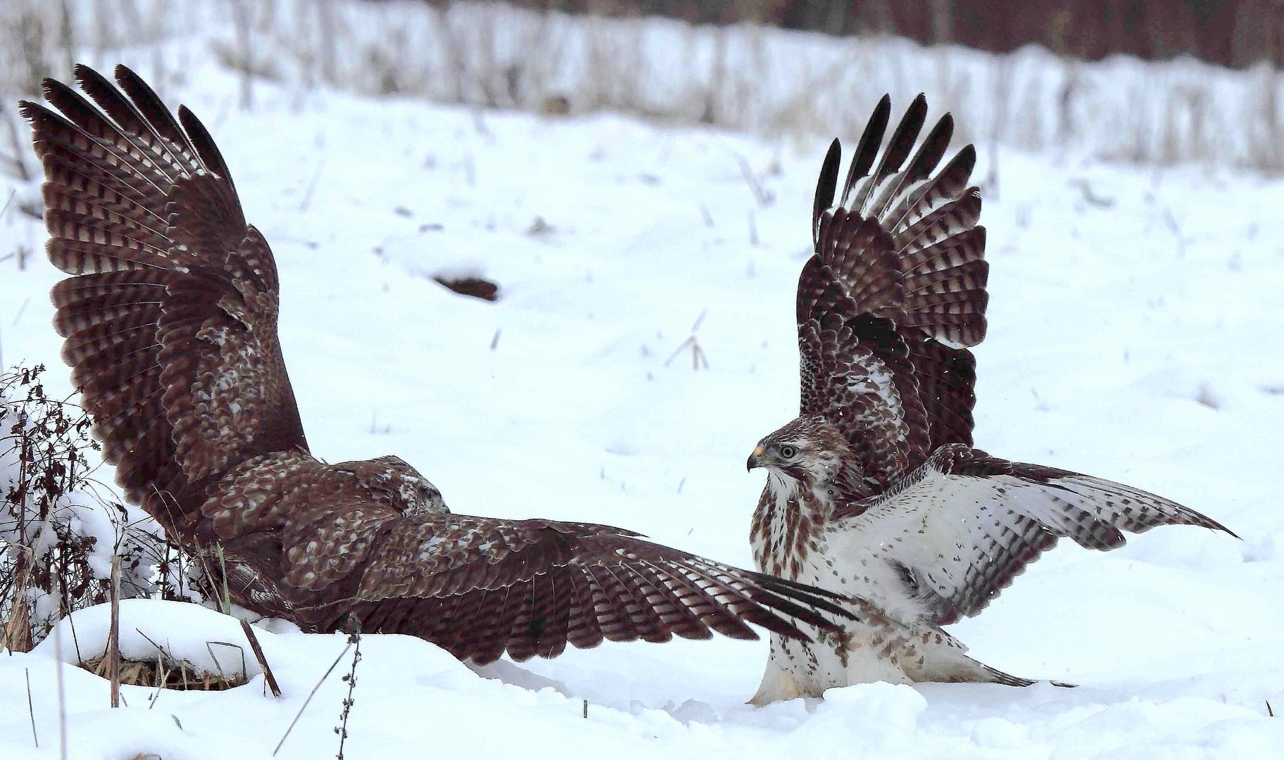 Mäusebussard im Kampf