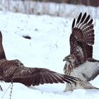 Mäusebussard im Kampf