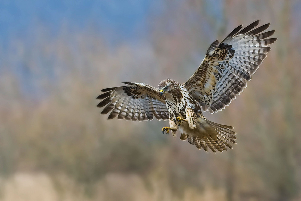 Mäusebussard im Landeanflug