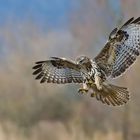 Mäusebussard im Landeanflug